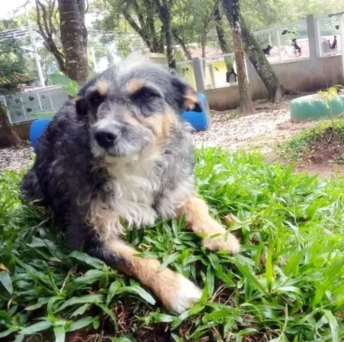 Cachorro ra a srd idade 3 anos nome Zuca