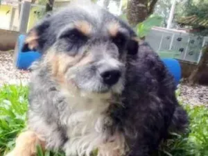 Cachorro raça srd idade 3 anos nome Zuca