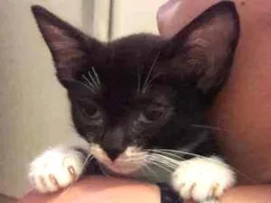 Gato raça srd idade 2 a 6 meses nome mimi