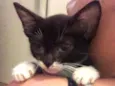mimi
