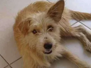 Cachorro raça Vira latas idade 2 anos nome Mel