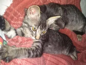 Gato raça  idade 2 a 6 meses nome Lucky e flip