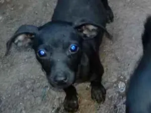 Cachorro raça Pinsher com vira lata idade 2 a 6 meses nome *estão sem nomes 