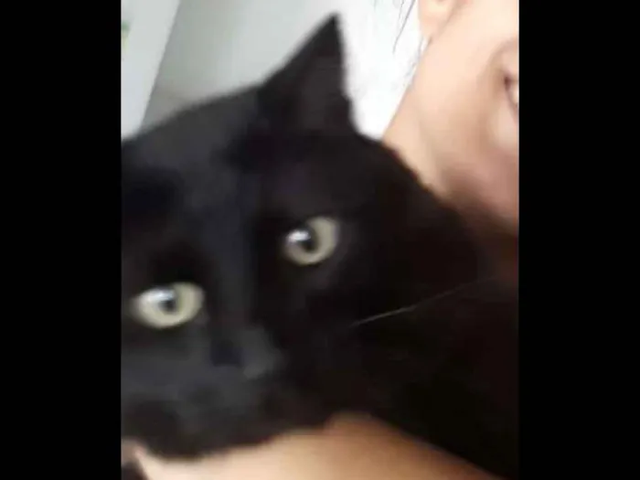 Gato ra a SRD idade 4 anos nome Jordan