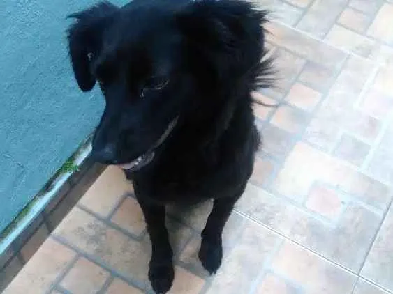 Cachorro ra a Capa preta idade 2 anos nome Peludinha