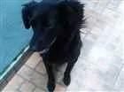 Cachorro raça Capa preta idade 2 anos nome Peludinha