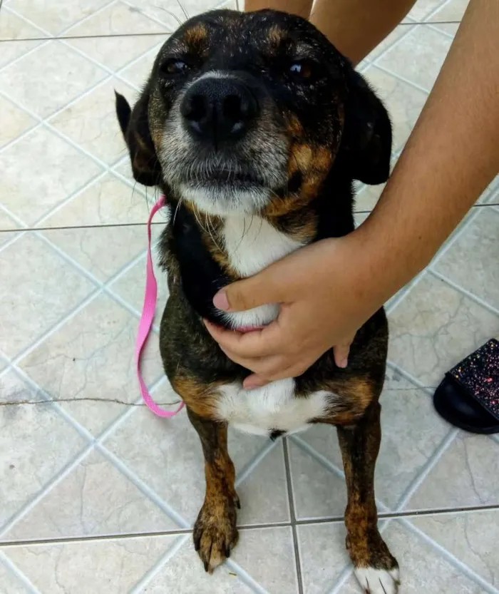 Cachorro ra a Srd idade 1 ano nome Mel