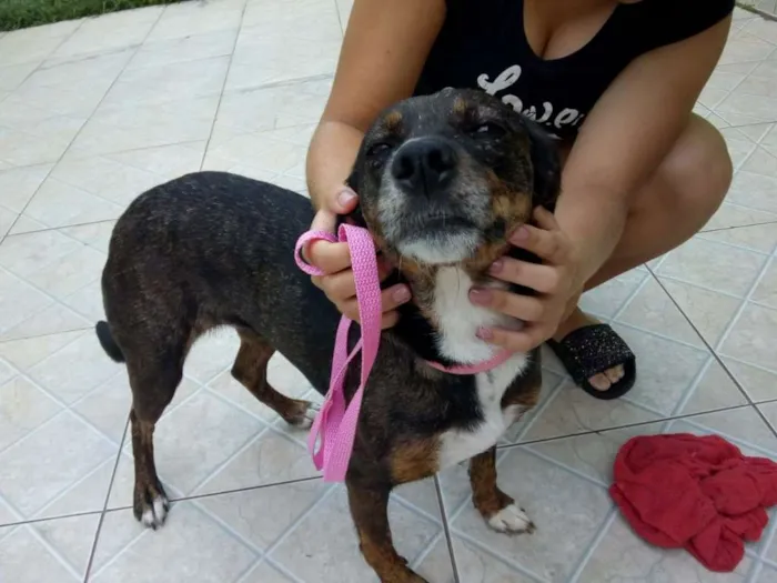Cachorro ra a Srd idade 1 ano nome Mel