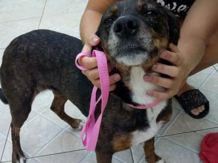 Cachorro ra a Srd idade 1 ano nome Mel