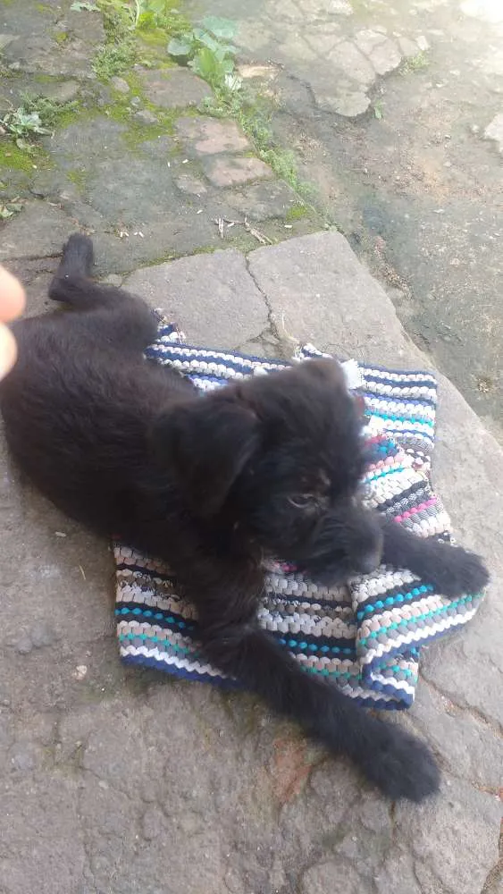 Cachorro ra a Não sei idade 2 a 6 meses nome Pretinha 