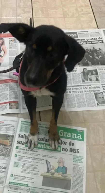 Cachorro ra a SRD idade 4 anos nome Laila