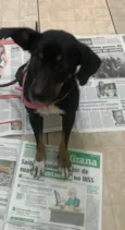 Laila