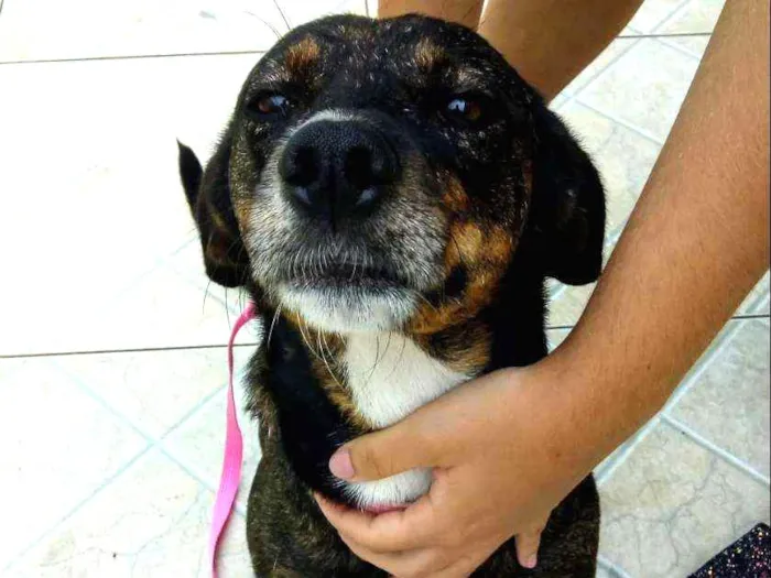Cachorro ra a Srd idade 1 ano nome Mel