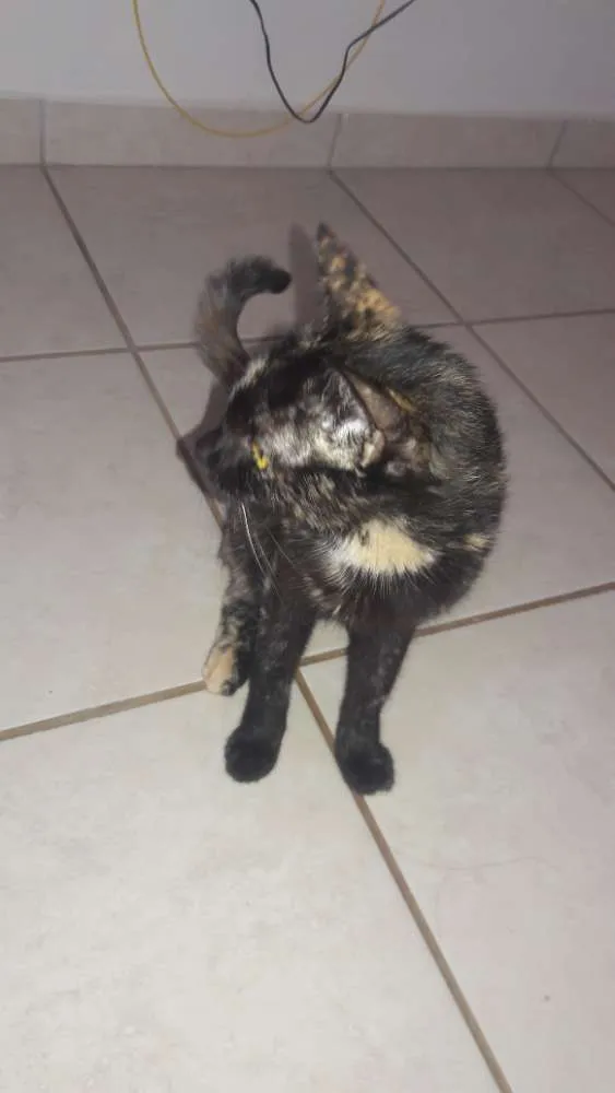 Gato ra a  idade 1 ano nome Lua e filhotes 
