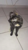 Lua e filhotes