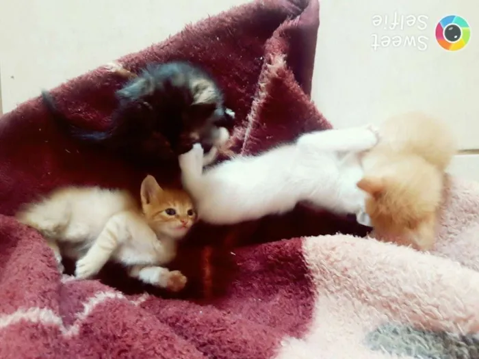 Gato ra a  idade 1 ano nome Lua e filhotes 