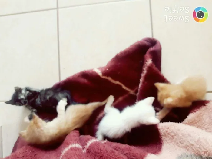 Gato ra a  idade 1 ano nome Lua e filhotes 