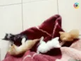 Lua e filhotes