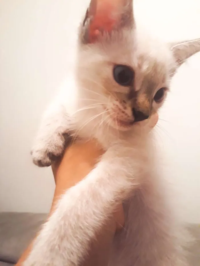 Gato ra a SRD idade 2 a 6 meses nome Gata