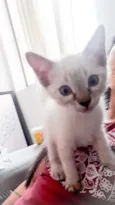 Gata