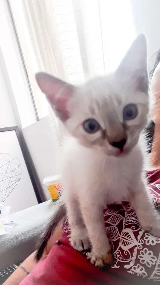Gato ra a SRD idade 2 a 6 meses nome Gata
