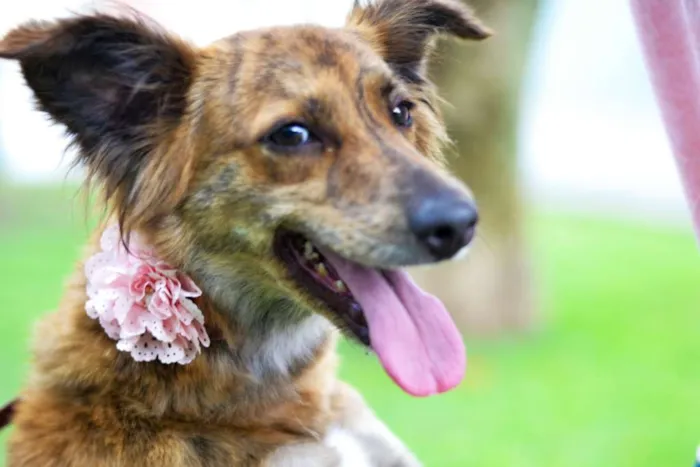 Cachorro ra a srd idade 1 ano nome OLIVIA