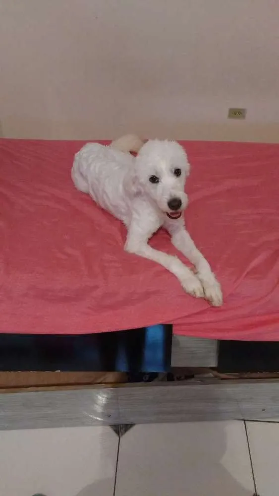 Cachorro ra a Podlle idade 1 ano nome Belinha