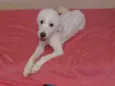 Belinha