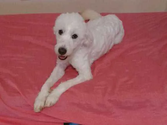 Cachorro ra a Podlle idade 1 ano nome Belinha