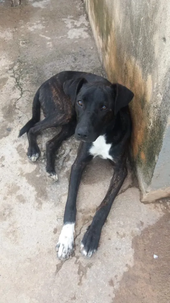 Cachorro ra a SRD idade 1 ano nome Negão