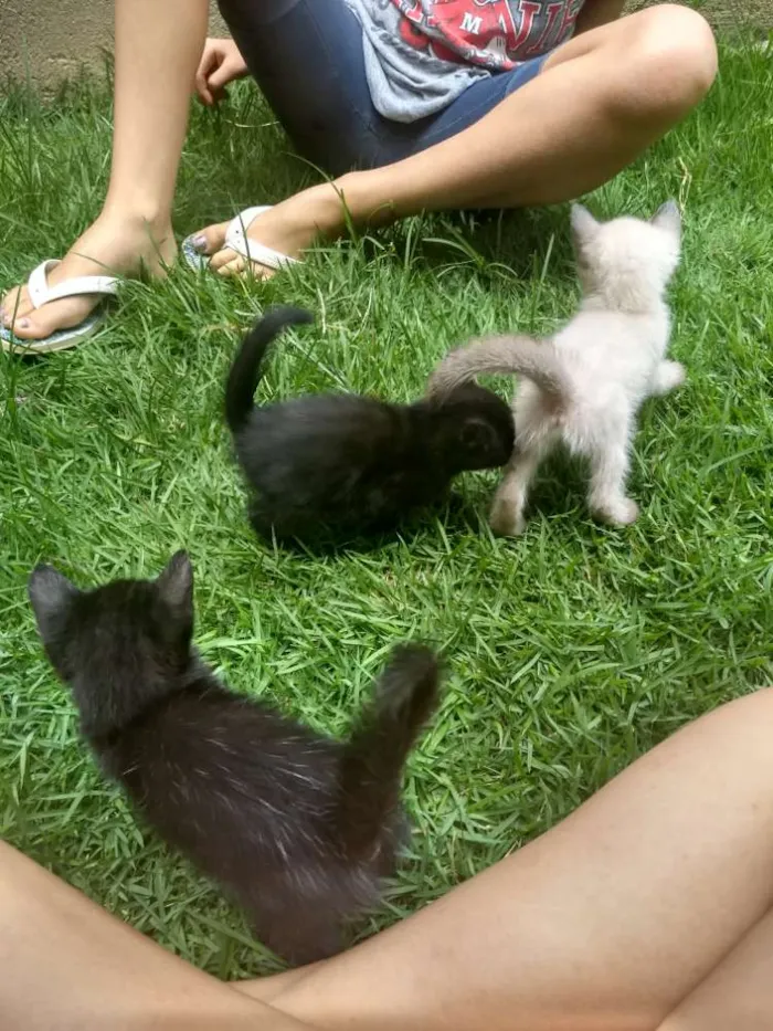 Gato ra a SRD idade Abaixo de 2 meses nome Sem Nome