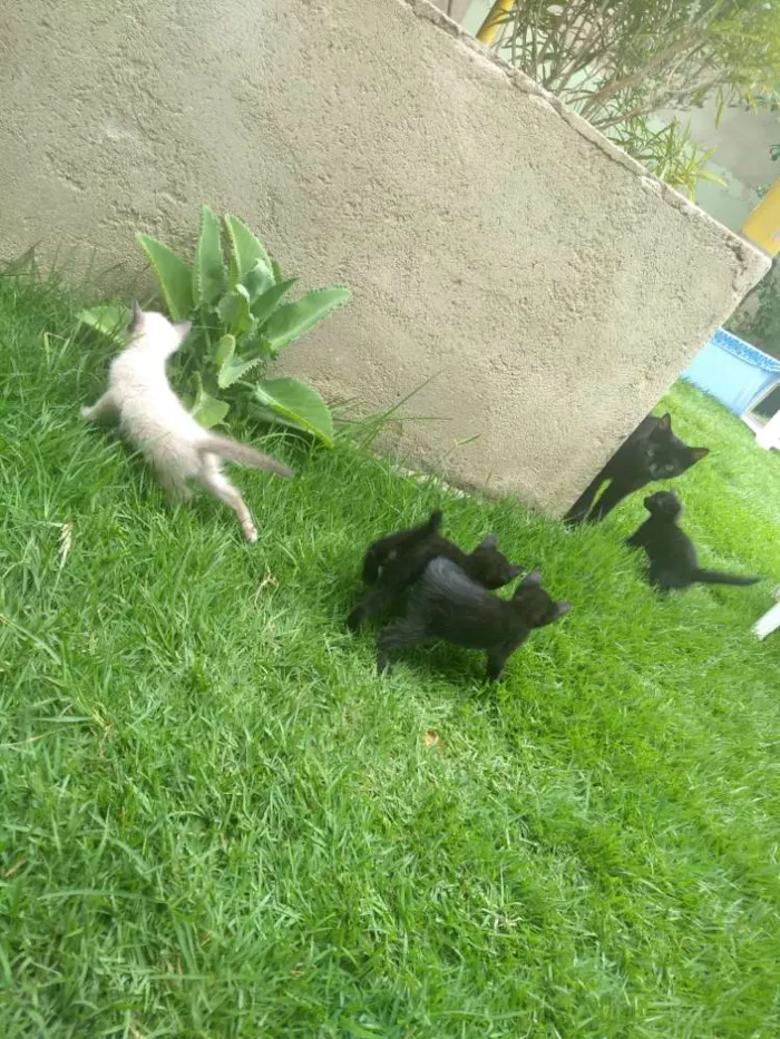 Gato ra a SRD idade Abaixo de 2 meses nome Sem Nome