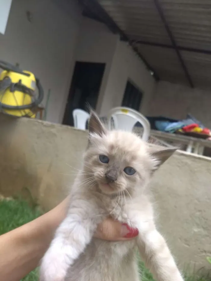 Gato ra a SRD idade Abaixo de 2 meses nome Sem Nome