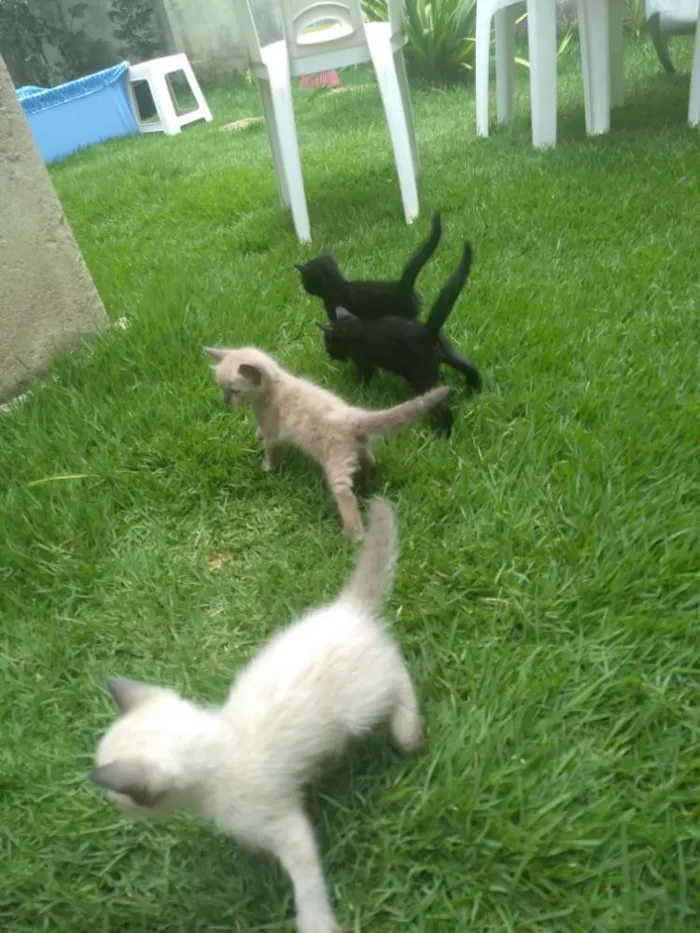 Gato ra a SRD idade Abaixo de 2 meses nome Sem Nome