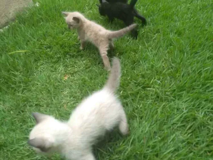 Gato ra a SRD idade Abaixo de 2 meses nome Sem Nome