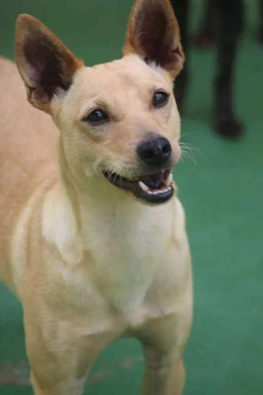 Cachorro ra a  idade 2 anos nome Bob Pequenino