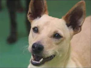 Cachorro raça  idade 2 anos nome Bob Pequenino
