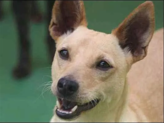 Cachorro ra a  idade 2 anos nome Bob Pequenino