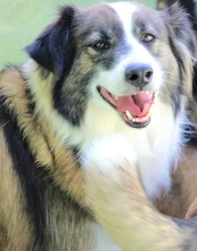 Cachorro ra a  idade 3 anos nome Bethoven