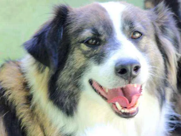 Cachorro ra a  idade 3 anos nome Bethoven