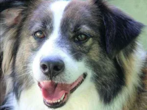 Cachorro raça  idade 3 anos nome Bethoven