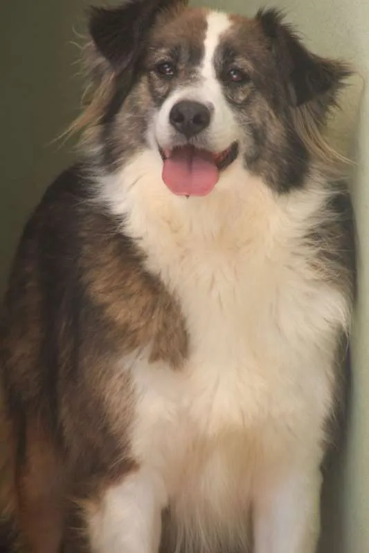 Cachorro ra a  idade 3 anos nome Bethoven