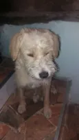 Cachorro raça SRD idade 2 anos nome Branquinha 