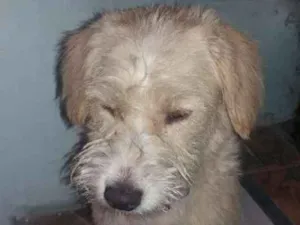 Cachorro raça SRD idade 2 anos nome Branquinha 