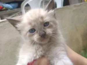 Gato raça SRD idade Abaixo de 2 meses nome Sem Nome