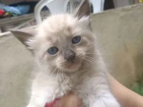 Gato ra a SRD idade Abaixo de 2 meses nome Sem Nome