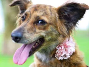 Cachorro raça srd idade 1 ano nome OLIVIA