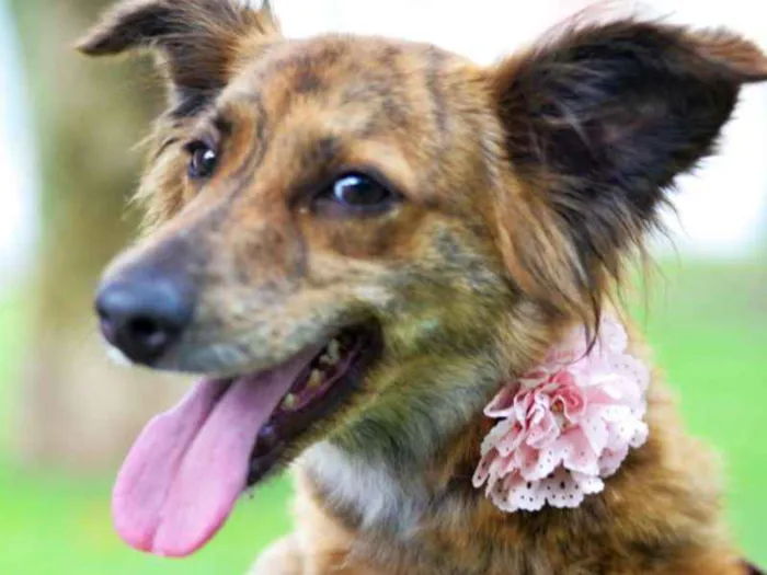 Cachorro ra a srd idade 1 ano nome OLIVIA