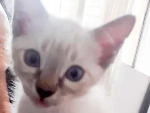 Gato raça SRD idade 2 a 6 meses nome Gata