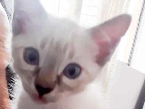 Gato ra a SRD idade 2 a 6 meses nome Gata